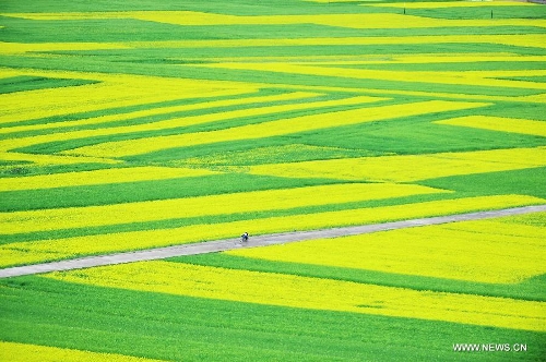 Rape flower fields in NW China