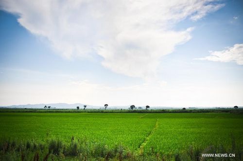Rice field scenery in NE China's Jilin