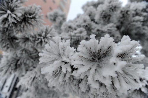 Rime scenery in China's Changchun