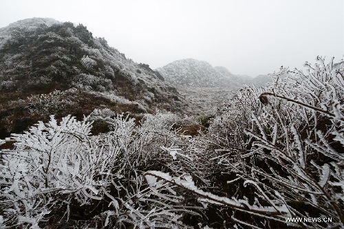 Rimed plants in SW China's Yunnan