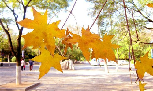 Scenery of maple trees of Qianfo Mountain in Jinan