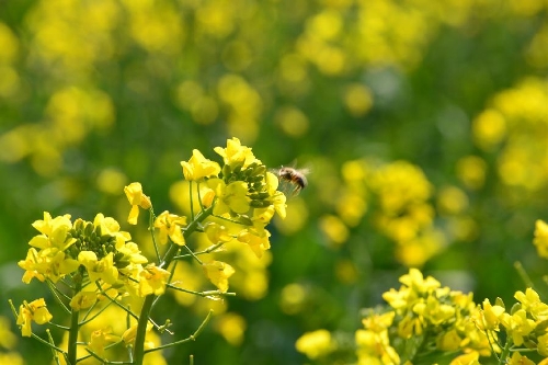 Scenery of rape flowers in Luoping, China's Yunnan