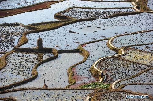 Scenery of terraced fields in Kaili city, Guizhou