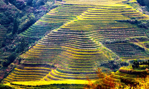 Scenery of terraced fields in Longsheng, China's Guangxi