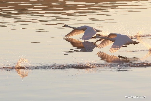 Swans leave China's Rongcheng as temperature rises