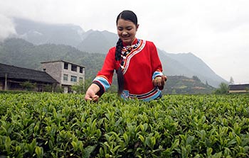 Tea picking festival in Hubei