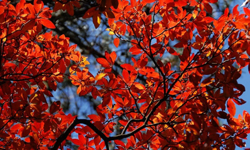 The autumn colors of Huangshan Mountain