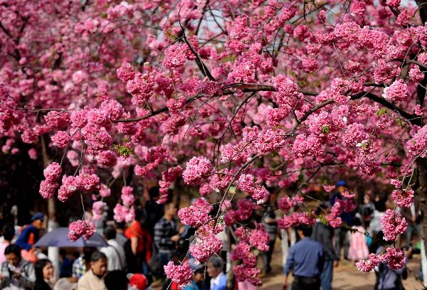 Thousands of cherry trees in blossom in China's Kunming