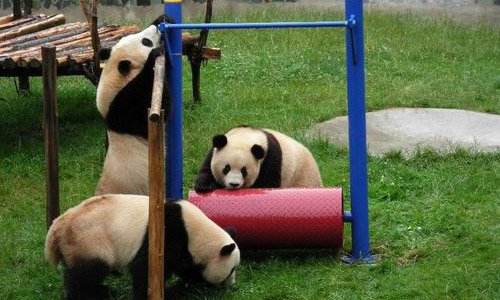 Three giant pandas to be given back to Sichuan