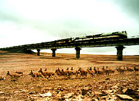 Tourism in Tibet Threatens Migration of Tibetan Antelope