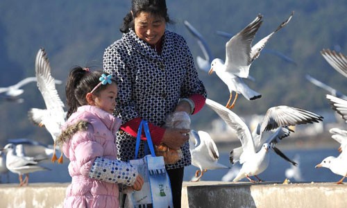 Tourists feed black-headed gulls in Kunming, China's Yunnan