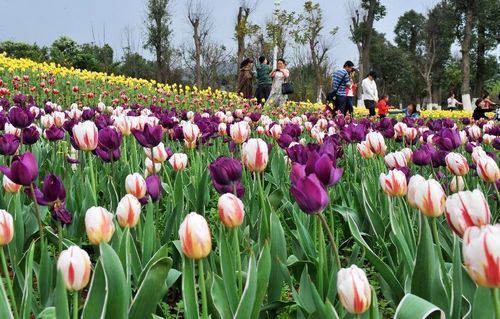 Tulip blossom in Liuzhou