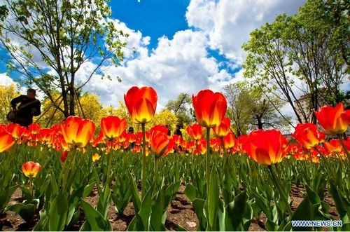 Tulips in full blossom in Changchun, NE China