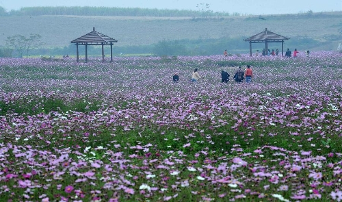Visitors view Kelsang flowers in China's Nanning