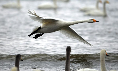 Whooper swans spend winter in Rongcheng City