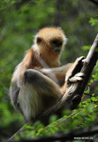 Wild golden monkeys live at Shennongjia Nature Reserve