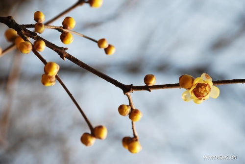 Wintersweets bloom in east China's Jiangsu