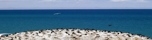 Qinghai Lake Bird Island