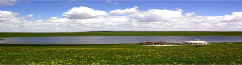 Phaeton Shearer grassland