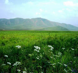 The Silver Beach grassland