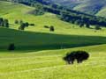 Bashang Grasslands 