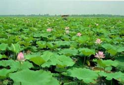 Dongting Lake 