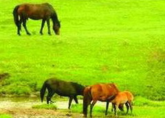 Hulunbuir prairie