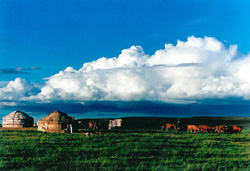 Shirra solemn kind prairie 